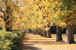 FUR2012albury01