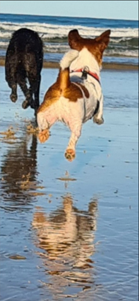 BLOGdogs