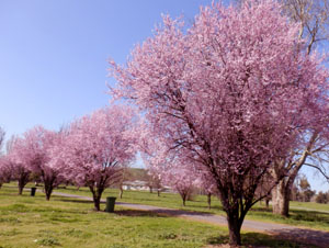 FUR2013albury01