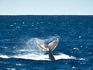 whale