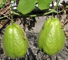 gardenchoko