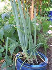 gardenspring