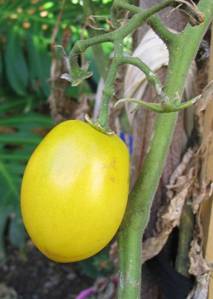 gardentomato