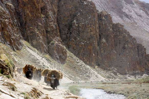 00Dolpo14