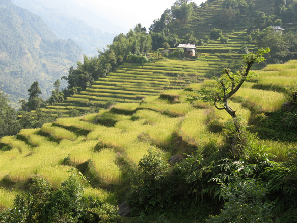 Kangchenjunga00