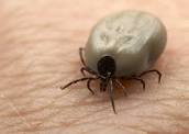 tick